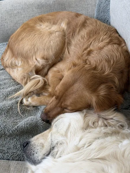 My pups